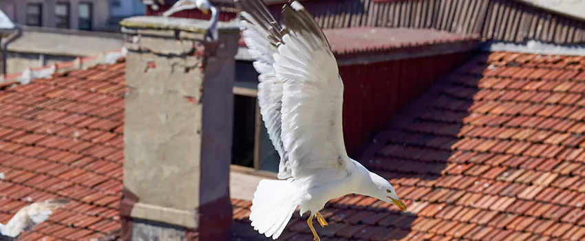 Residential Chimney Animal Removal Solution in Eden, NC