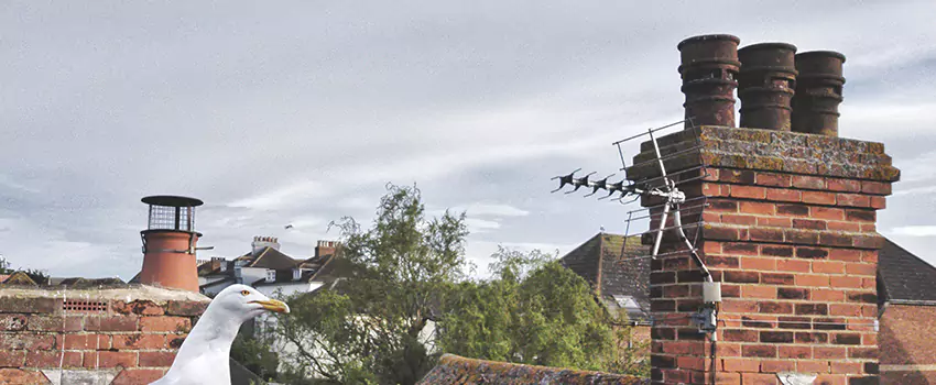 Chimney Cleaning And Restoration in Eden, North Carolina